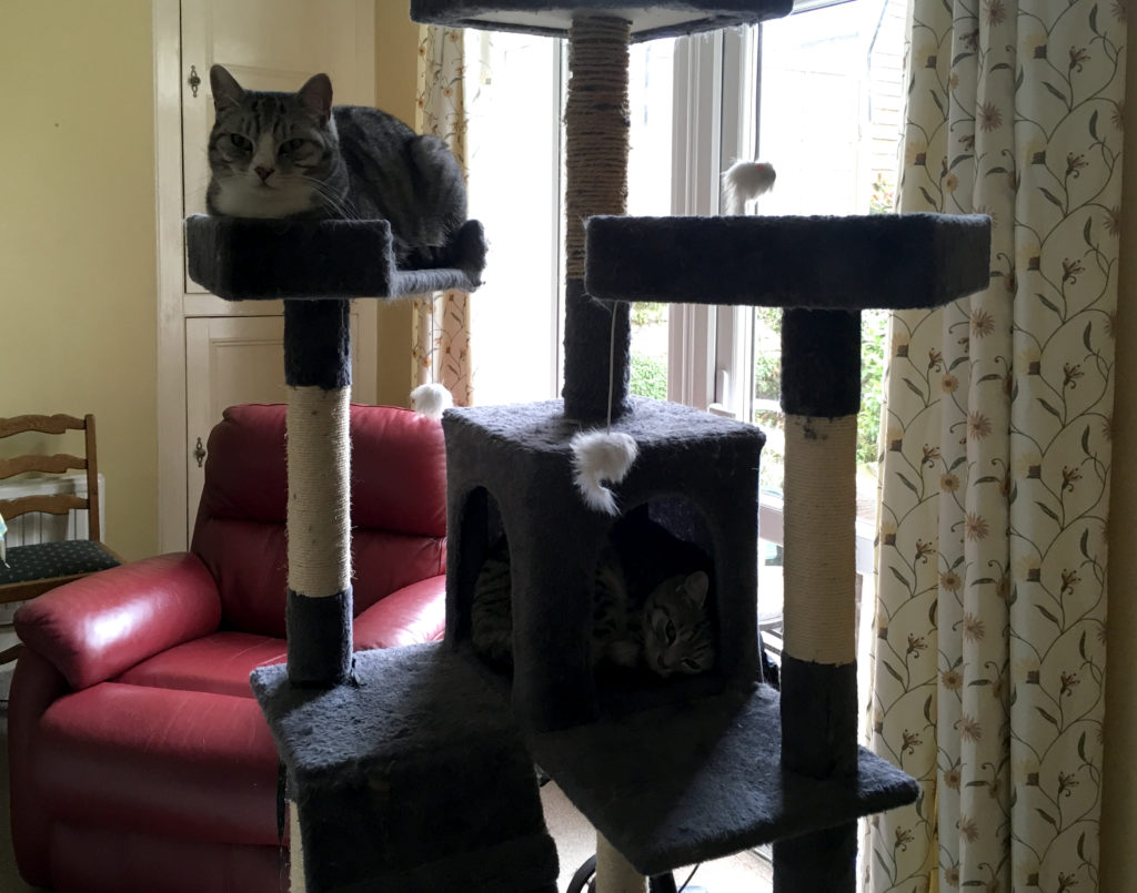 Lily and Ruby on the Cat Tree
