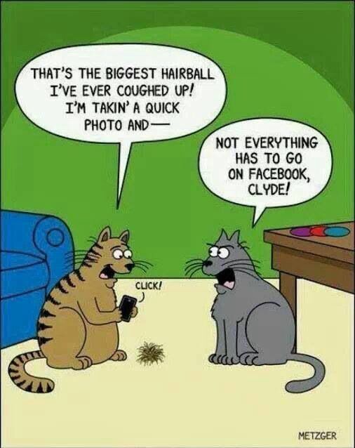 Cat cartoon about putting a furball on Facebook