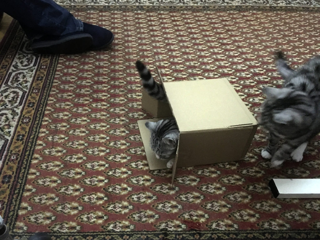 Lily and Ruby having fun with a box