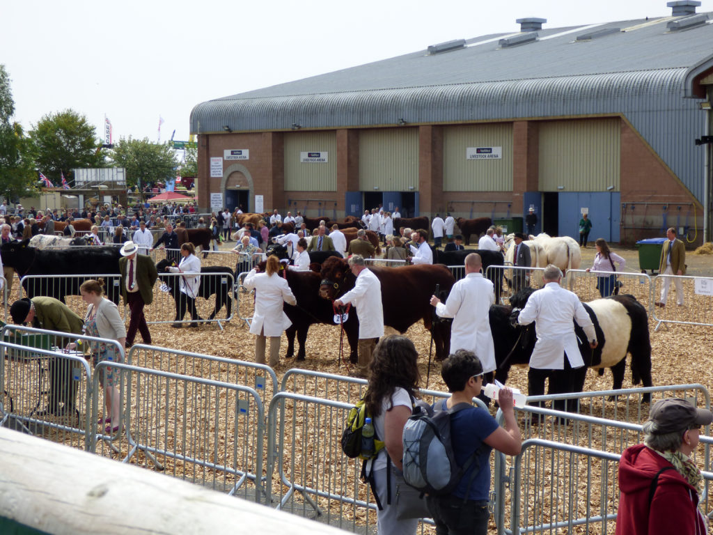Judging the cattle