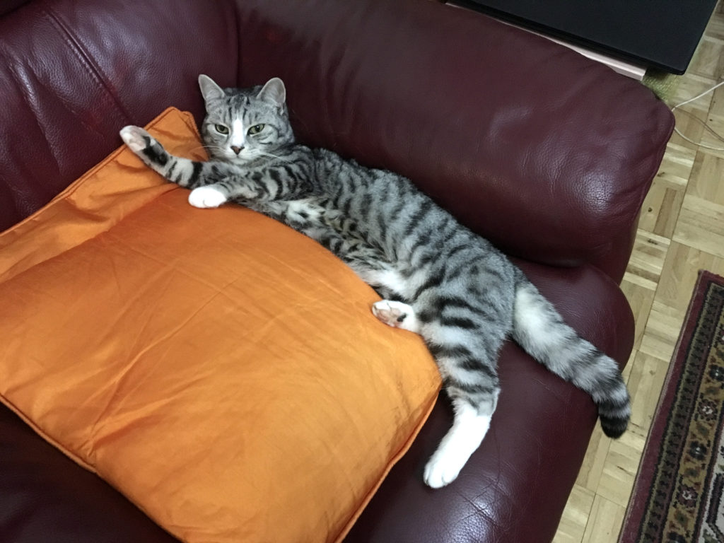 Ruby slipped off the cushion