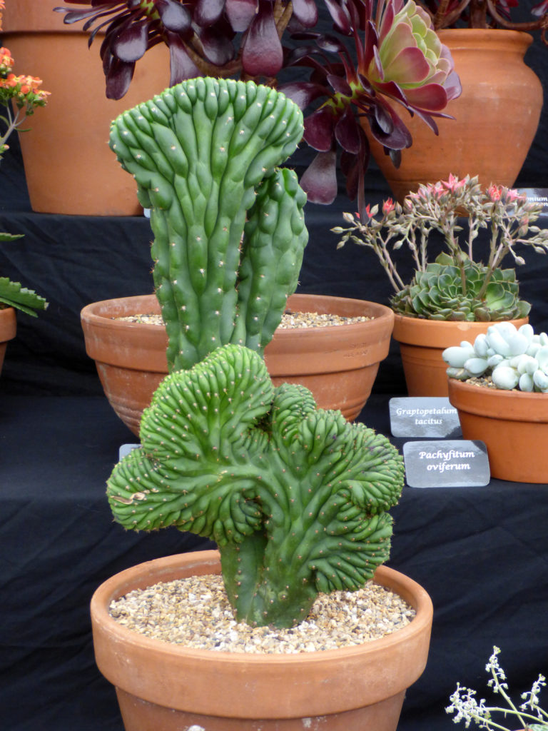 Weird cactus with crinkly leaves