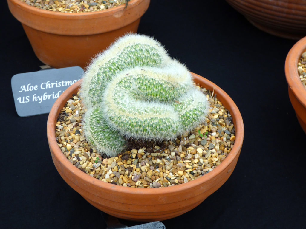 Weird furry cactus