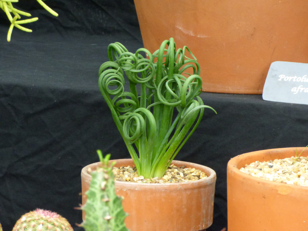 Weird cactus with curly leaves