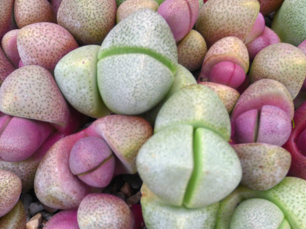 Weird cactus that looks like plastic