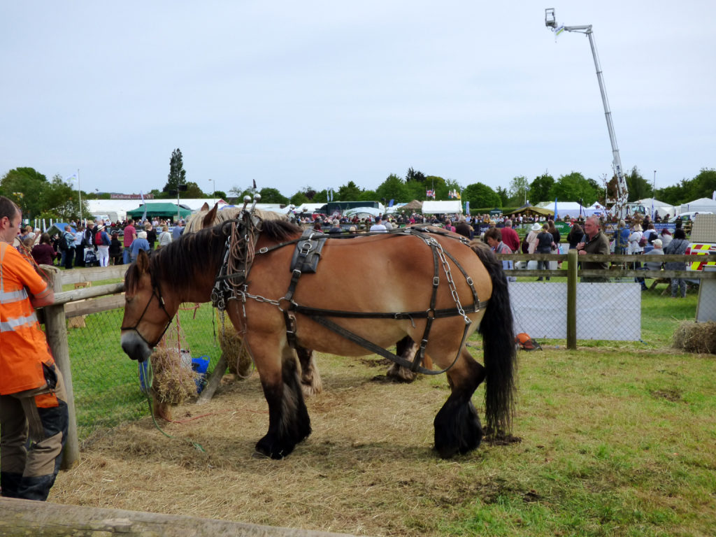 Heavy horses