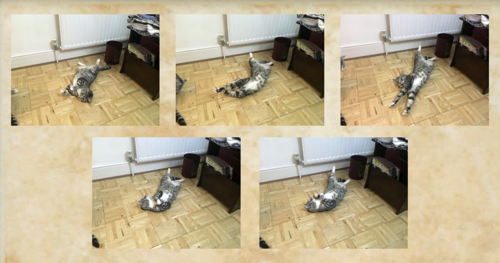 Pictures of Lily rolling
