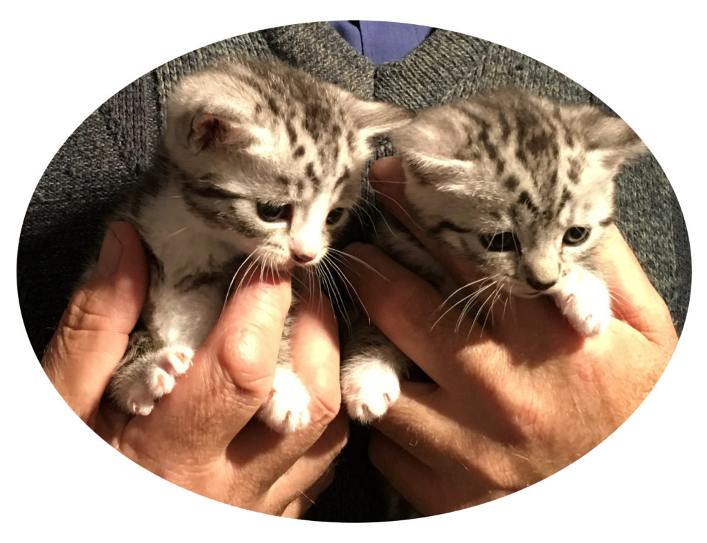 Lily and Ruby at 5 weeks