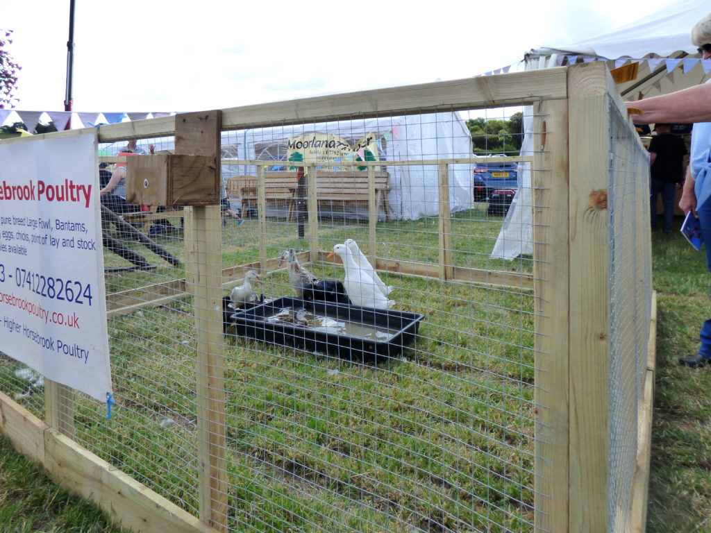 Totnes Show 2019. Ducks.
