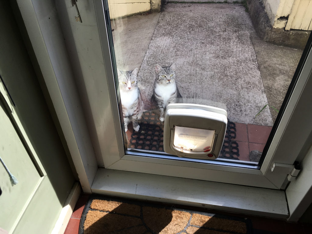 Our two cats asking to come in for their supper