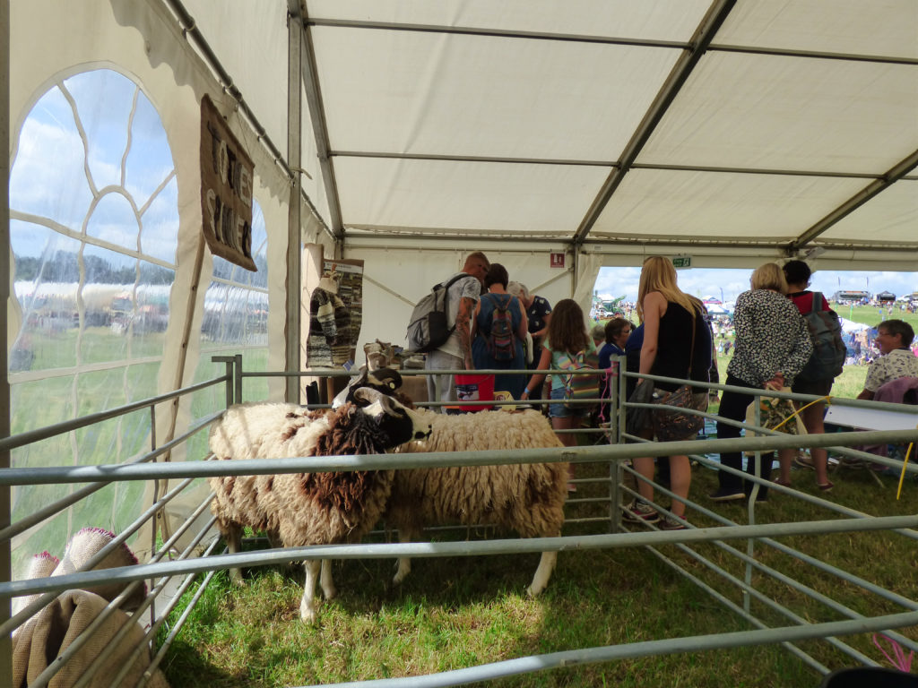 Totnes Show 2019. Jacob sheep.