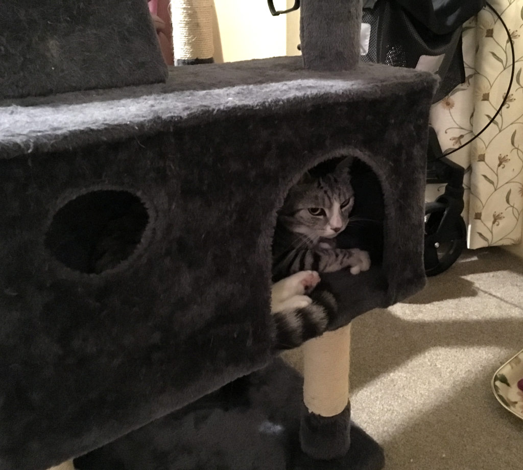 Ruby in the little house on the cat tree
