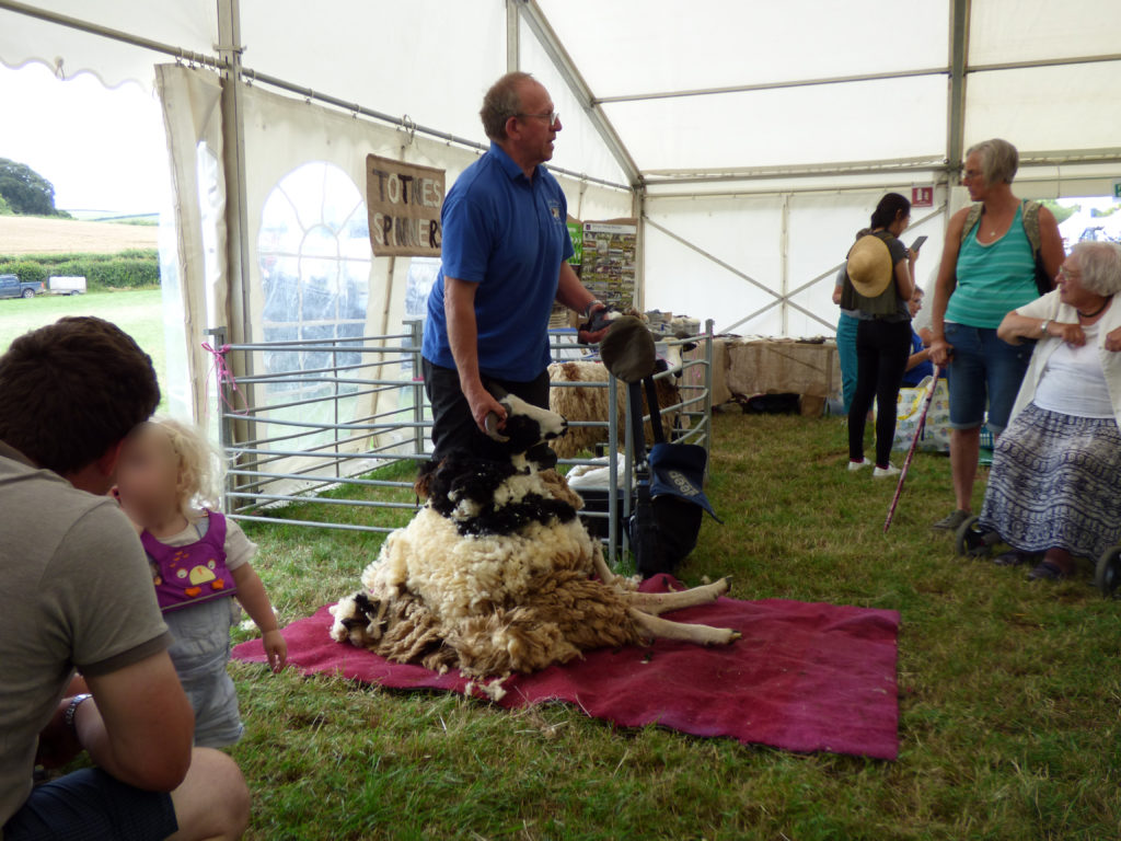 Totnes Show 2019. Sheep shearing.
