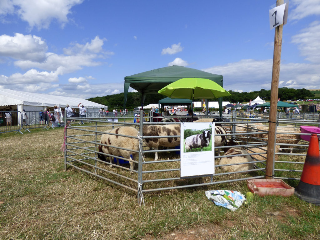 Totnes Show 2019. Sheep.