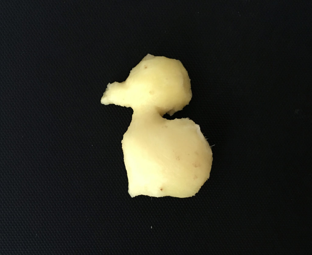 Duckling ginger