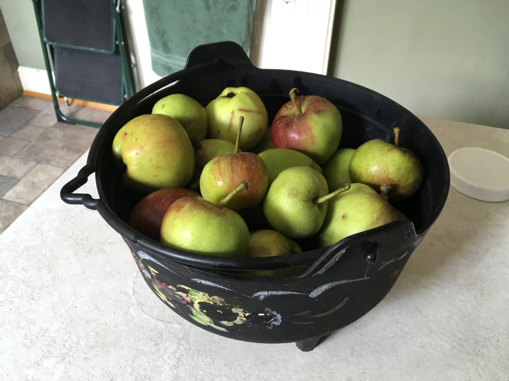 Apples - First Crop