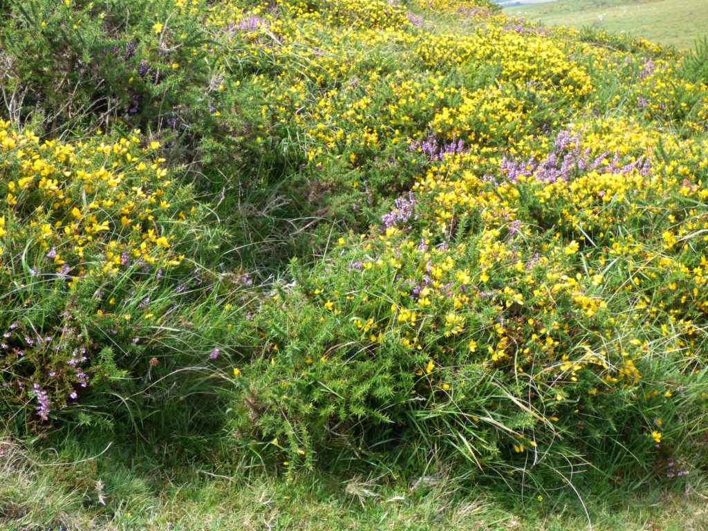 Heather and gorse