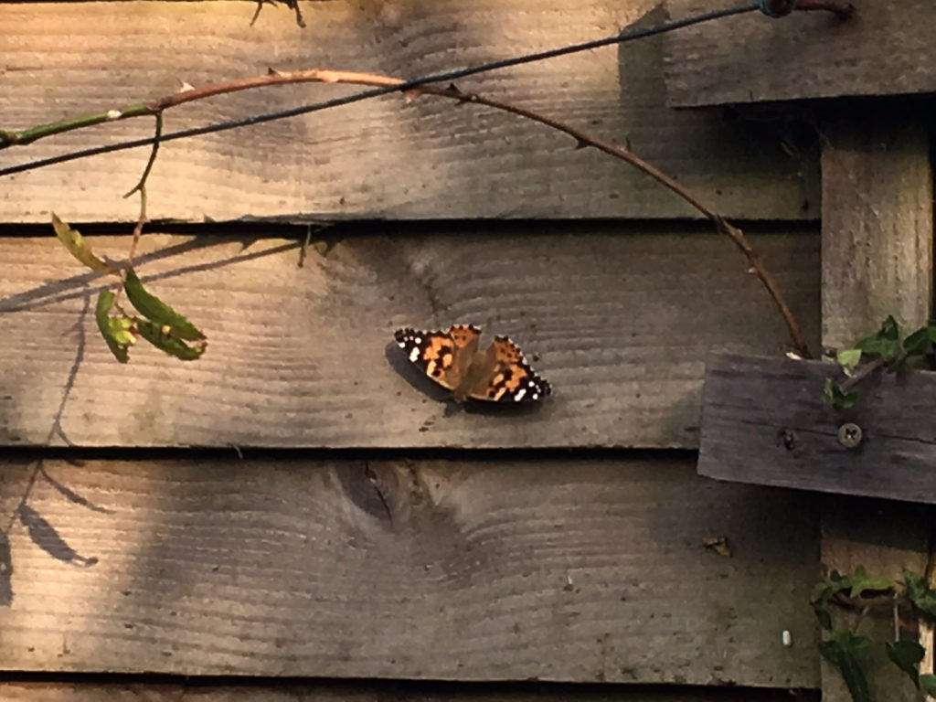 Painted Lady butterfly