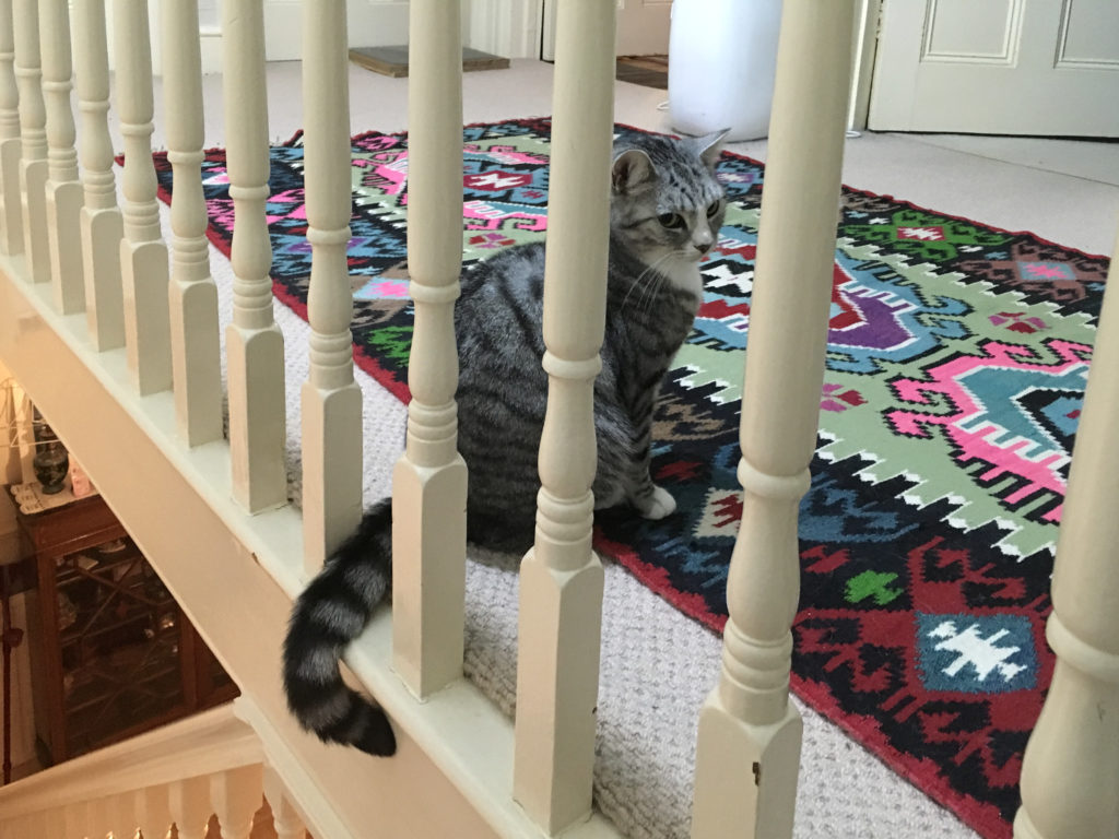 It's Ruby's Tail!