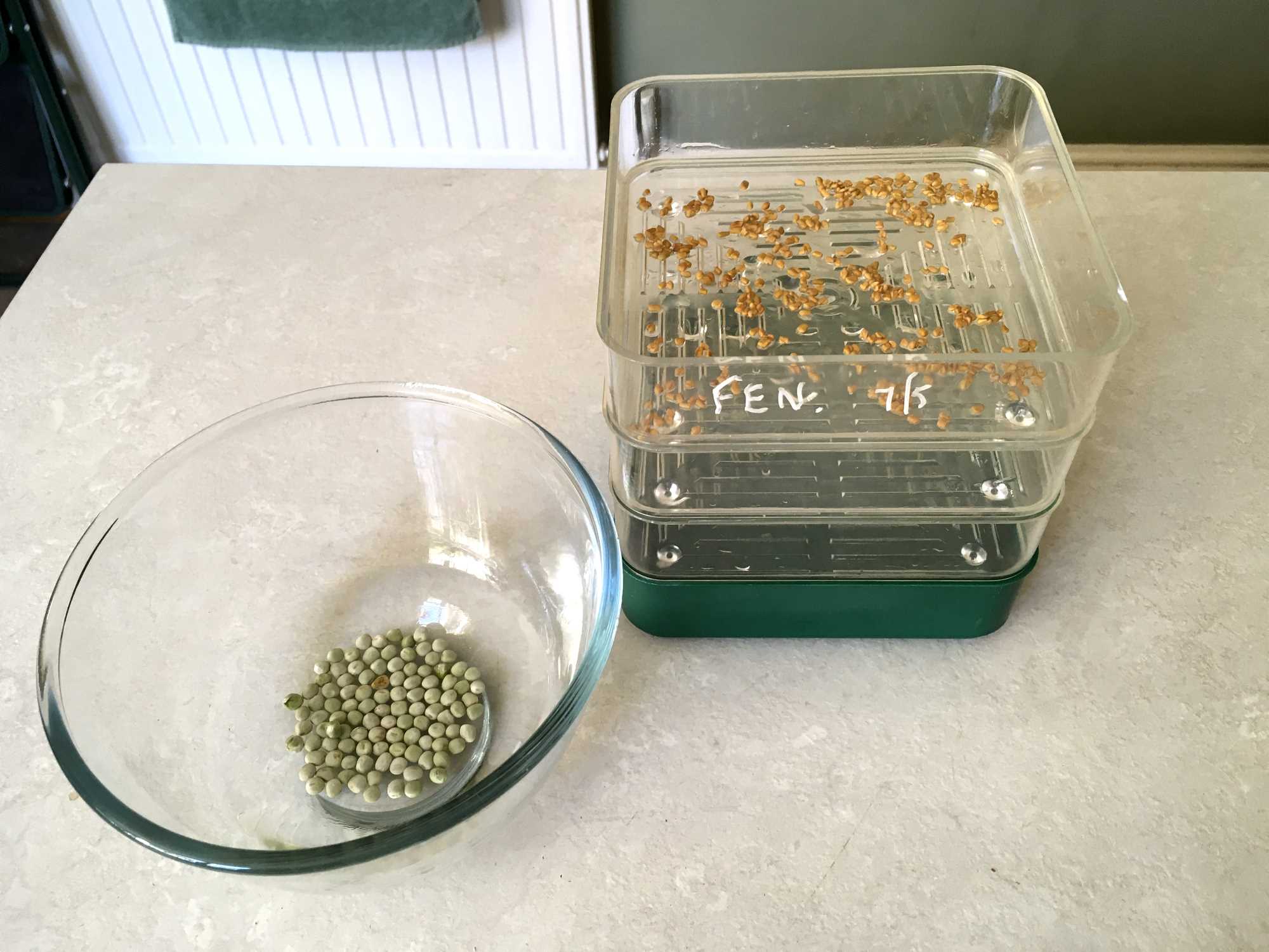 Read more about the article Seed Sprouting and Microgreens – First Steps