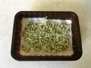 Read more about the article Seed Sprouting and Microgreens – Days 2 and 3