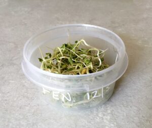 Read more about the article Seed Sprouting and Microgreens – Days 4-6