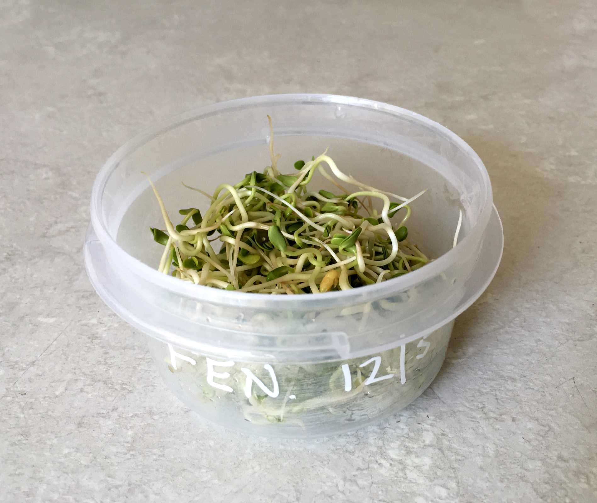 Read more about the article Seed Sprouting and Microgreens – Days 4-6