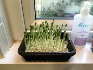 Read more about the article Seed Sprouting and Microgreens – Days 7-10