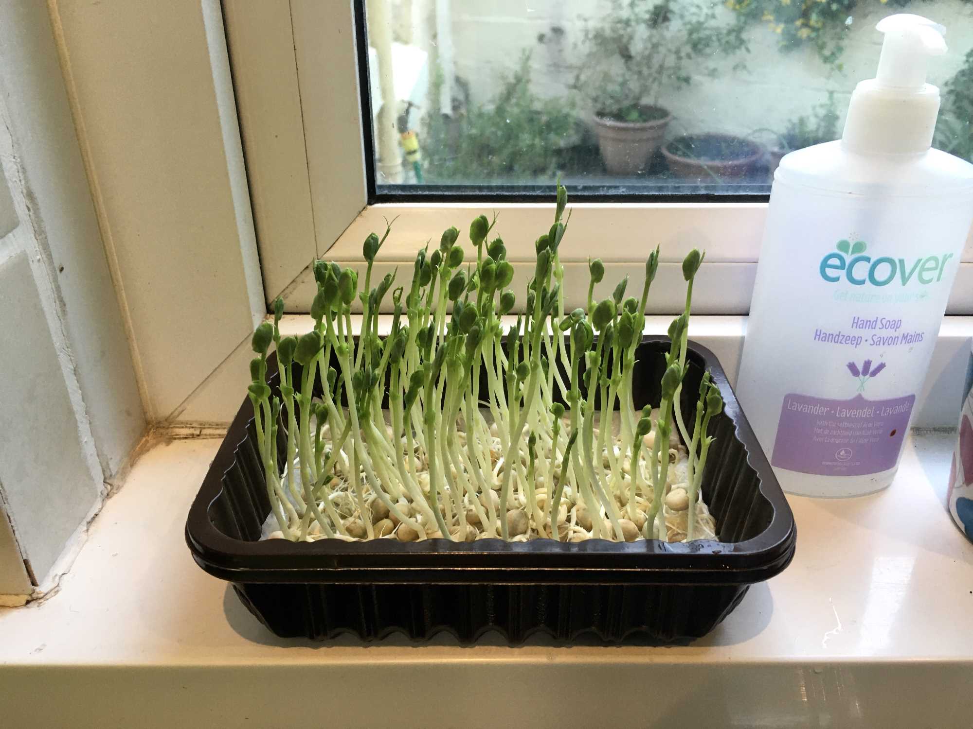 Read more about the article Seed Sprouting and Microgreens – Days 7-10
