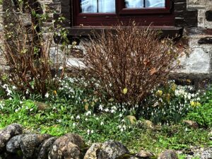 Read more about the article Frustrations, Kitties, and Spring at Last