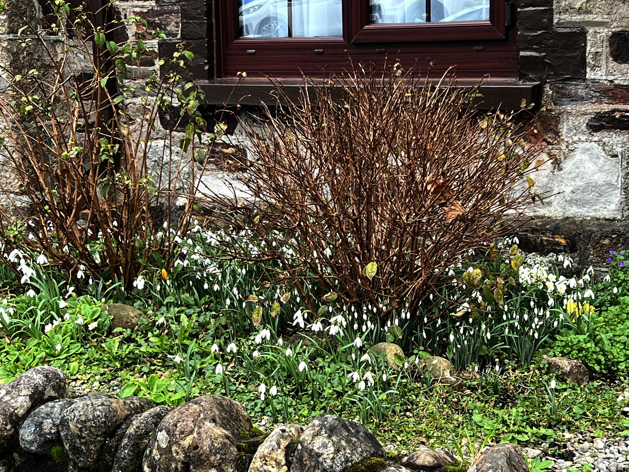 Read more about the article Frustrations, Kitties, and Spring at Last