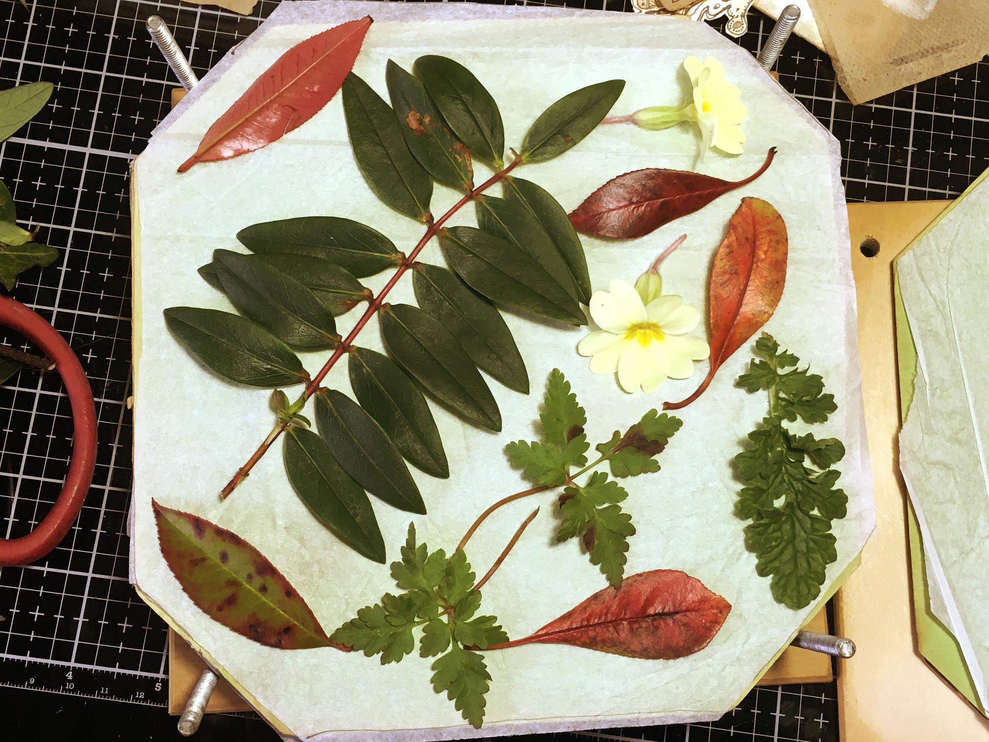 Read more about the article 2nd Post – Flower Pressing and More Work on Teabag Mini-Album