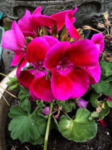 Read more about the article Flowers, Old Walls, Kitties, and a Health Update