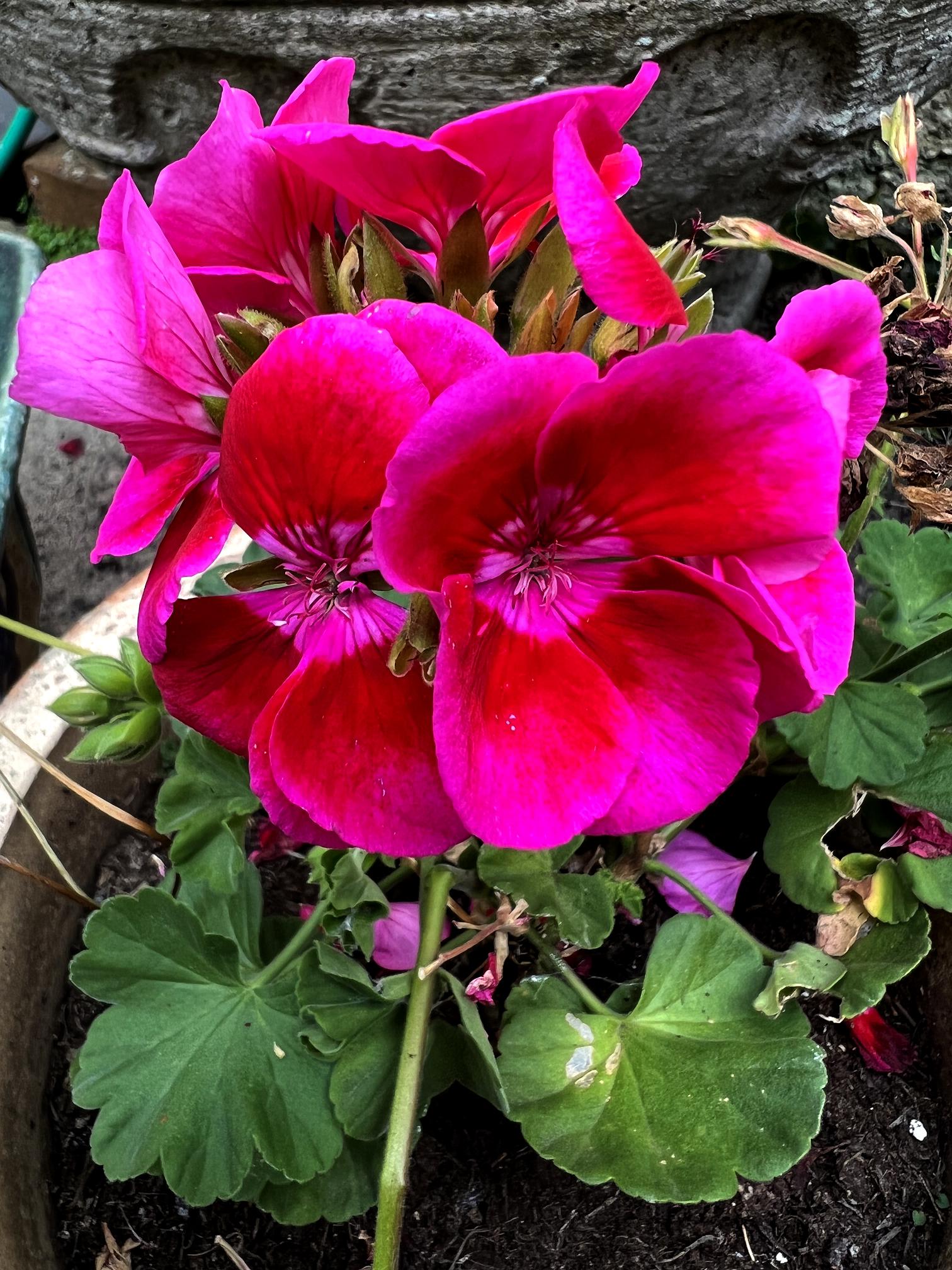Read more about the article Flowers, Old Walls, Kitties, and a Health Update