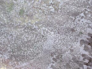 Read more about the article Gel Printing – Venetian Plaster Experiment Successful!