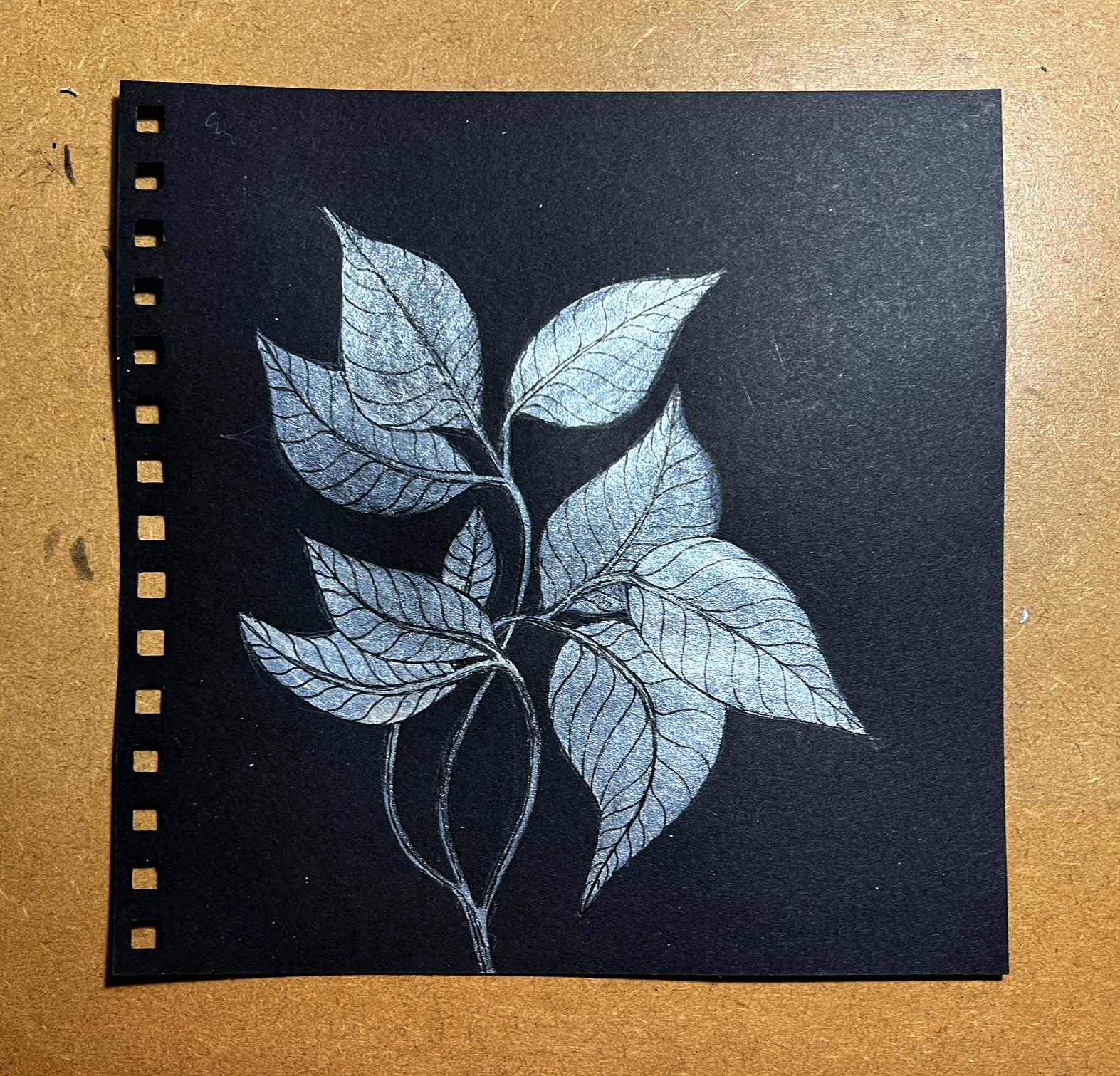 Read more about the article Black Botanicals Album, Bits and Pieces, and Microwave Madness