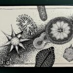 10 Diatoms 14-9-22