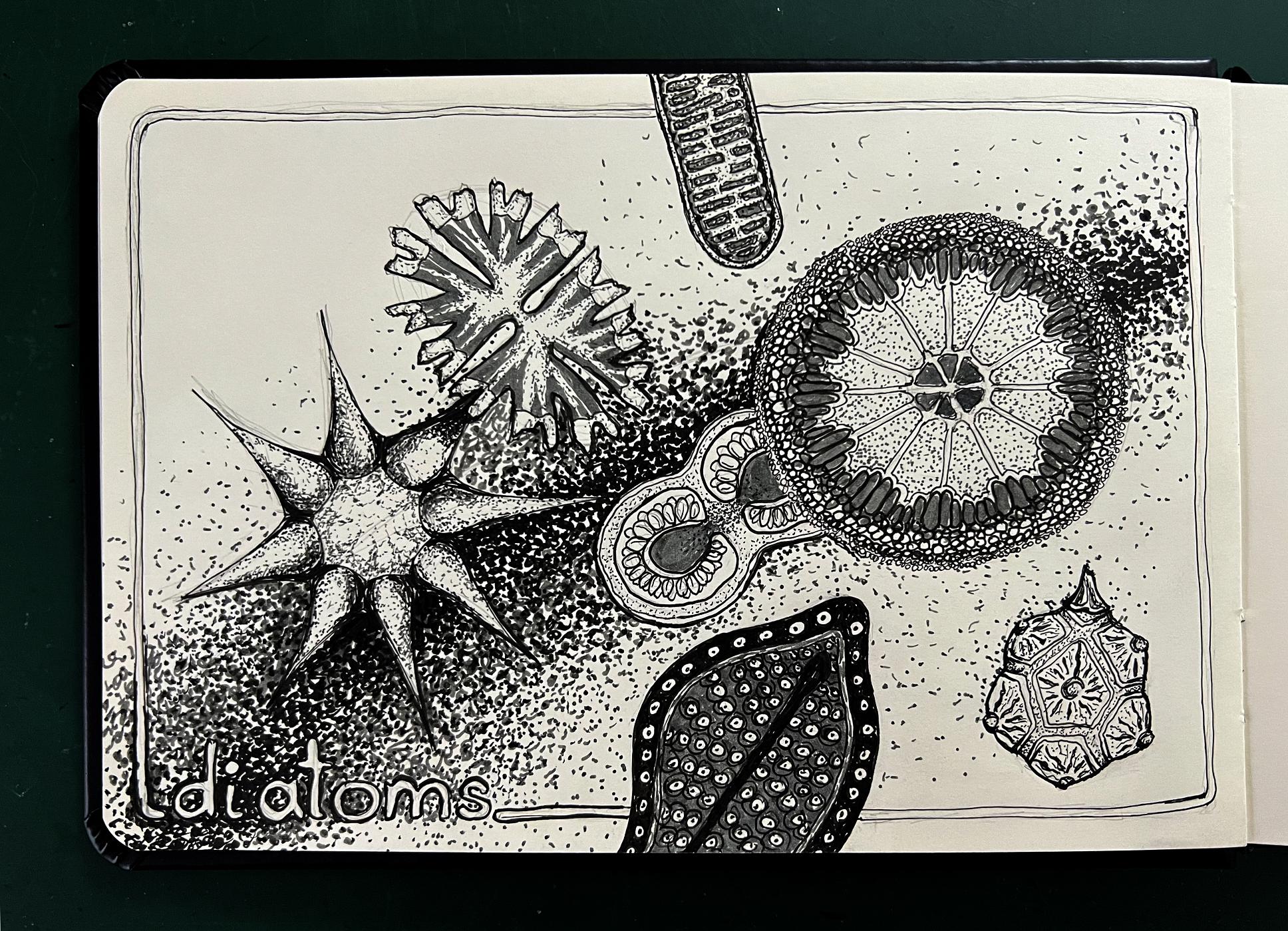 Read more about the article Book Altering, Gel Printing and Diatoms
