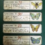 Specimen Labels with My Embellishments - Detail 4-6-23