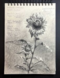 Read more about the article Online Art Course – Module B – Charcoal – Completing the Sunflower Drawing