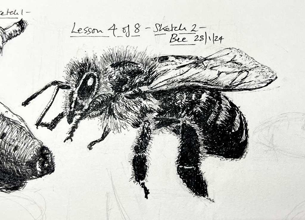 Read more about the article Online Art Course – The Second of Six Small Sketches with the Ink Pens – Bee