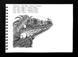 Read more about the article Online Art Course – Iguana Ink Drawing, and a Health Update