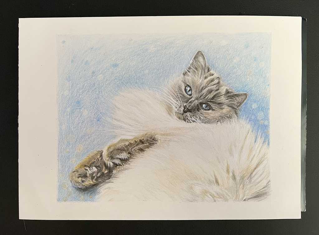 Read more about the article Coloured Pencil Drawing – Tony’s Cat Smudge, and My Latest Kitty Photos