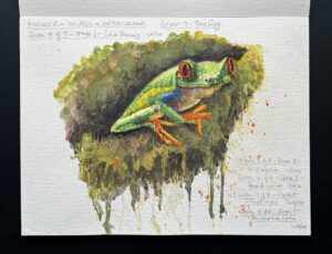Read more about the article Online Art Course – Tree Frog in Ink Pens and Watercolour