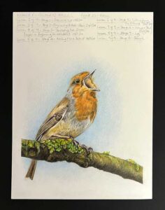 Read more about the article Online Art Course – Robin in Colour Pencils