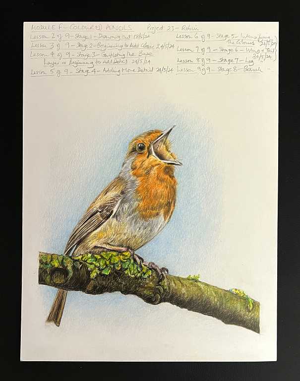 Read more about the article Online Art Course – Robin in Colour Pencils