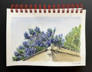 Read more about the article Our Ceanothus in Watercolour