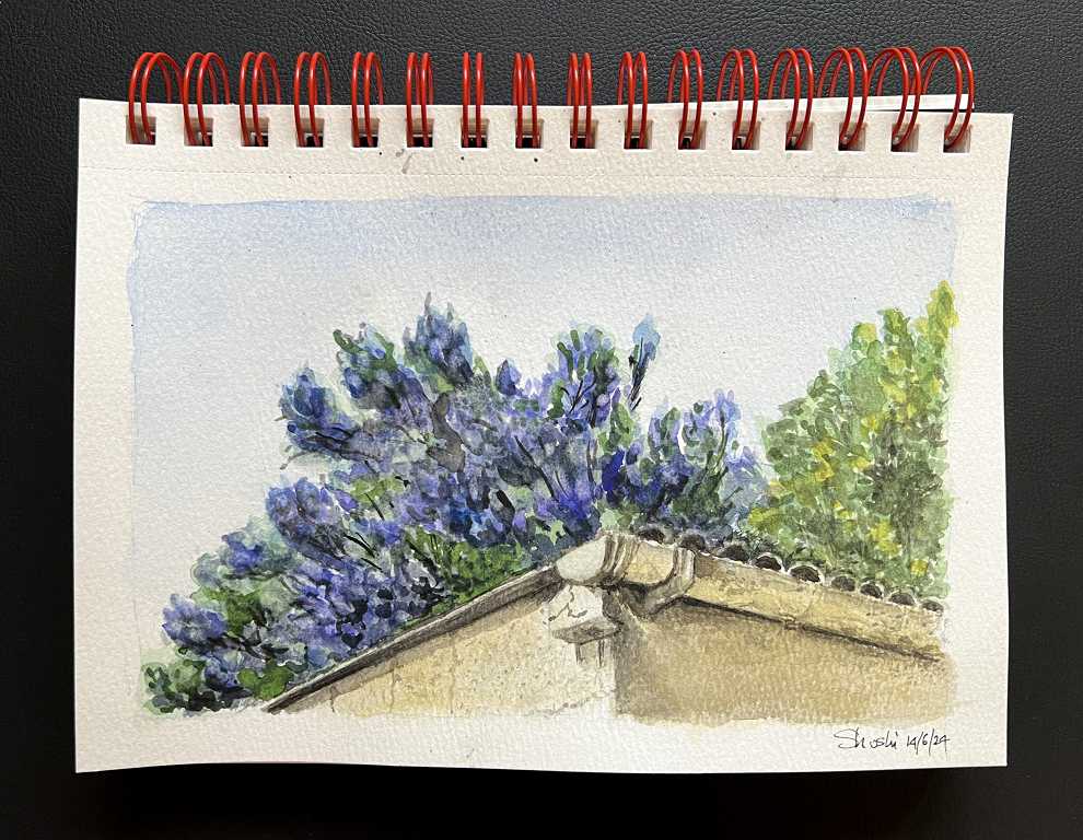 Read more about the article Our Ceanothus in Watercolour