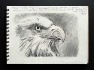 Read more about the article Online Art Course – Eagle in Charcoal