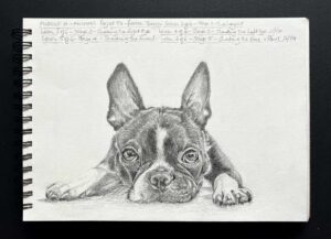 Read more about the article Online Art Course – Boston Terrier in Graphite